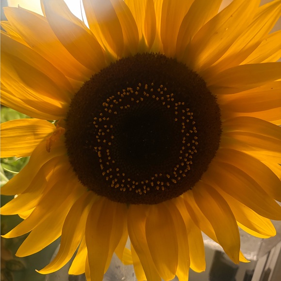 seedsofvintage